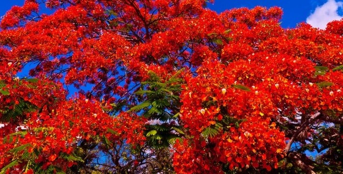 Royal Poinciana
