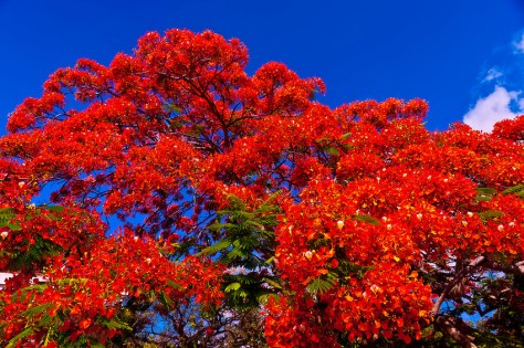 Royal poinciana tree (flame tree), Key West Cemetery, Key West, Florida Keys, Florida USA