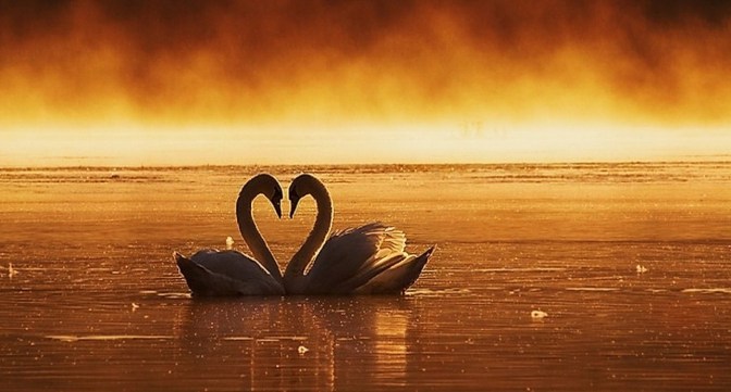 Love doesn’t ask why – Tình yêu không hỏi tại sao