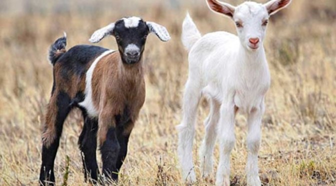 Tản mạn về năm Mùi (phần 15A)