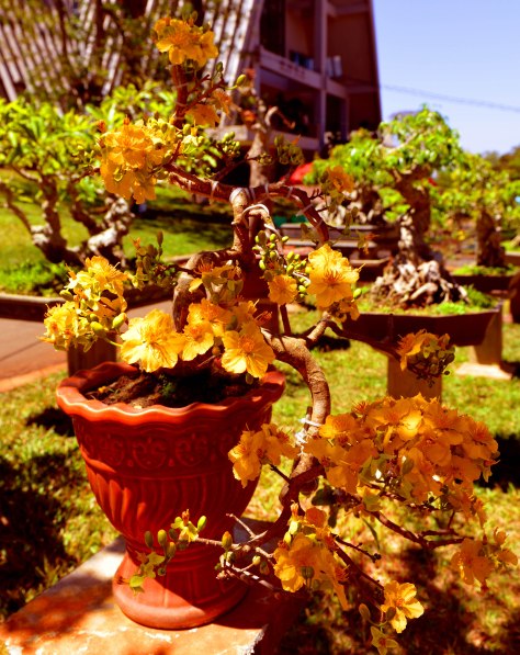 Hoa mai màu cam hiếm gặp ở triển lãm sinh vật cảnh