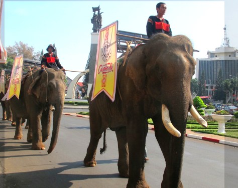 Voi diễu hành giới thiệu cà phê Voi