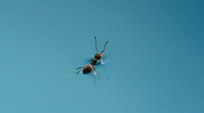 Những việc nhỏ nhoi