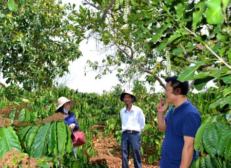 Bơ, cà phê, mắc ca cùng trổ hoa kết quả trên rẫy ông Nghiêm