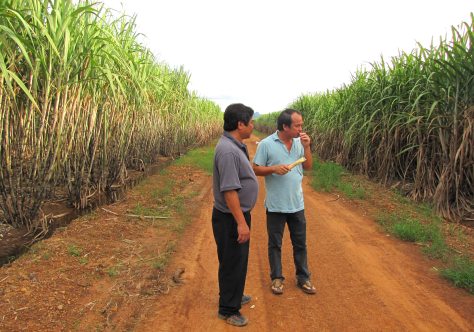 Ông Đoàn Nguyên Đức gặm mía kiểm tra độ ngọt