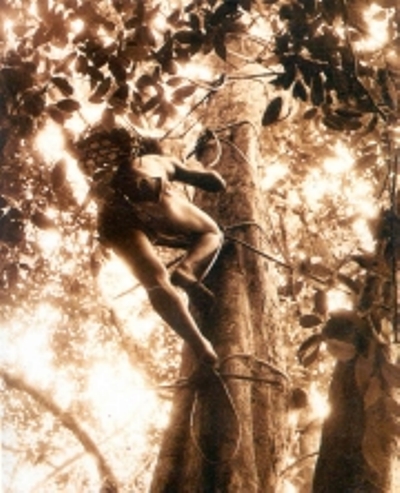 Người Chứt (nhóm Rục) có kỹ thuật trèo cây nổi tiếng để lấy mật ở các tổ ong trên cây cao. Họ leo thang bằng dây mây. Mỗi nấc thang là một vòng dây buộc vào thân cây, có chỗ đặt bàn chân. Leo đến đâu, buộc vòng thang đến đó.