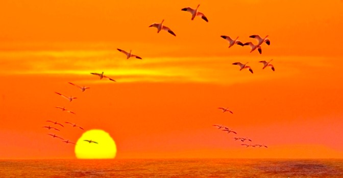 Dân ca dân nhạc VN – Hát Lái