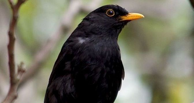 Dân ca dân nhạc VN – Lý Miền Bắc