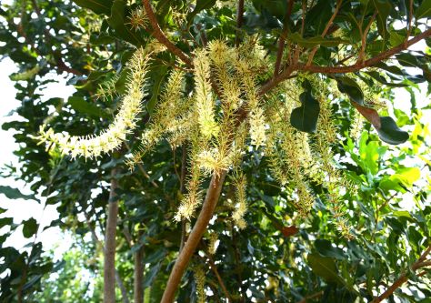 Mắc ca trồng được 3 năm rưỡi đã rất sai hoa ở thôn 12