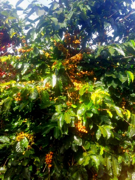 Moka chín vàng hiếm hoi xen lẫn giữa những cây Moka chín đỏ