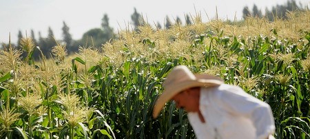 Công nhân Javier Alcantar chăm sóc vụ mùa ngô tại các cánh đồng thử nghiệm của Monsanto ở Woodland, California, Mỹ, vào ngày 10 tháng 8, năm 2012. Công ty Monsanto, một tập đoàn đa quốc gia về công nghệ sinh học nông nghiệp Mỹ, là nhà sản xuất dẫn đầu thế giới của các loại thuốc diệt cỏ glyphosate và là nhà sản suất lớn nhất của hạt giống biến đổi gen bằng kỹ thuật. PHOTO: Bloomberg