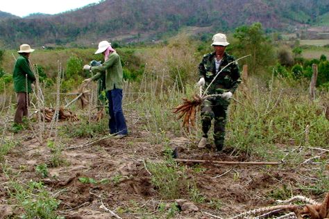 Người dân thu họach sắn