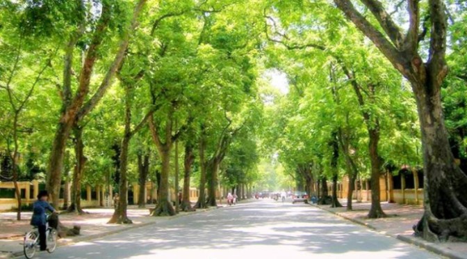 Nhớ thương cây Hà Nội