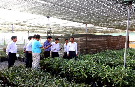 Vườn ươm mắc ca theo quy trình nghiêm ngặt của Cty Nữ Hoàng