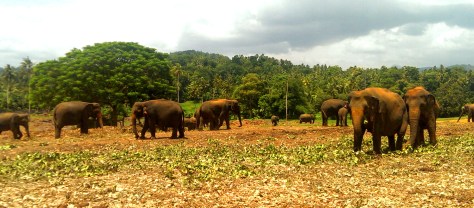 Bãi thả voi ở trại voi mồ côi Pinnawela- Sri Lanka- Ảnh Phạm Văn Thịnh