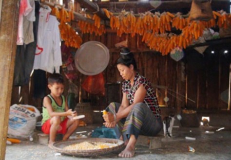 Ngô hiện diện trong mỗi ngôi nhà đồng bào Cống.