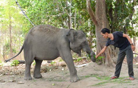 Cu Sứt em chỉ chịu ăn cỏ do người quen đút