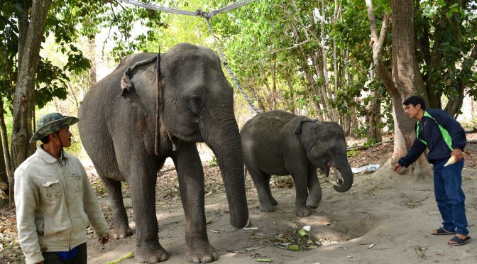 Voi về từ rừng thẳm – Kỳ 1