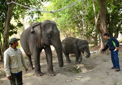 Cu Sứt Em luôn được voi bảo mẫu, nài voi và cán bộ Trung tâm bảo tồn kề cận chăm sóc- Ảnh HTN