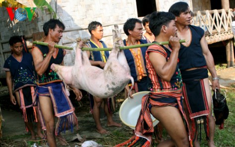 Chuẩn bị dâng heo làm lễ.