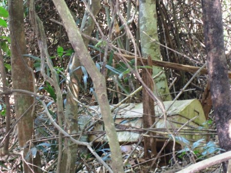 Một cỗ quan tài trong khu rừng ma.