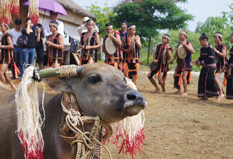 Trong lễ mừng nhà Rông mới không thể thiếu lễ đâm trâu.