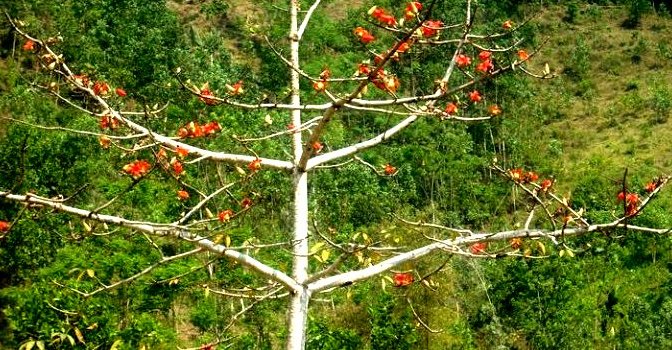 Dân ca Dân nhạc VN – Dân ca Hrê (H’rê)