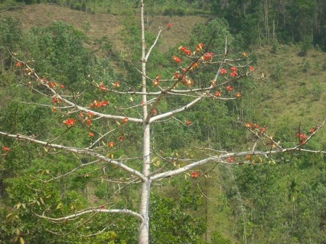 Hoa gạo nở rộ, người Hrê ăn Tết (ảnh VB).