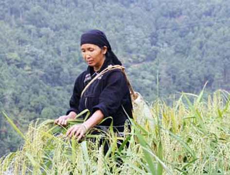 Mẹ lúa rước hồn lúa về nhà để cầu mong một năm mùa màng bội thu.