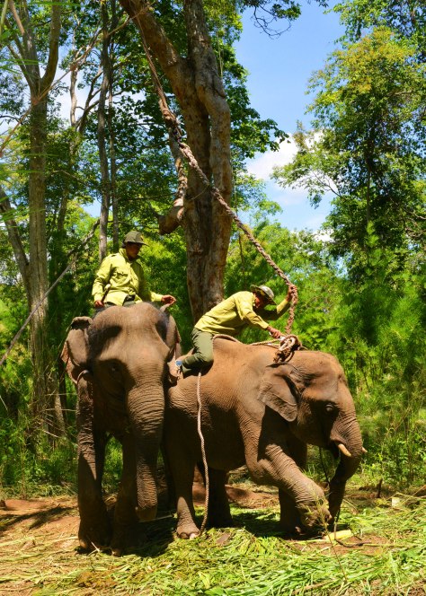 Nài voi Y Mức cưỡi lên lưng voi Cu Sứt Anh cắt dây trói trong sự bảo vệ của voi bảo mẫu Bun Khăm- Ảnh HTN