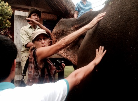 Tiến sĩ  Susan giúp chẩn đoán bệnh cho voi nhà Đắk Lắk