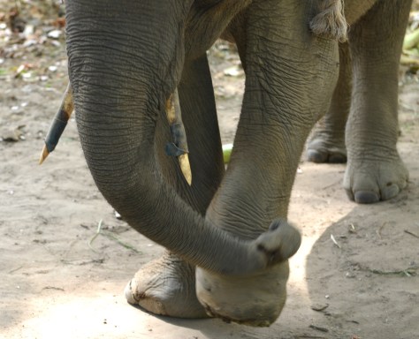 Vết thương đau đớn trên chân và vòi Cu Sứt Em -Ảnh HTN