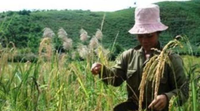 Người mẹ đảm đang