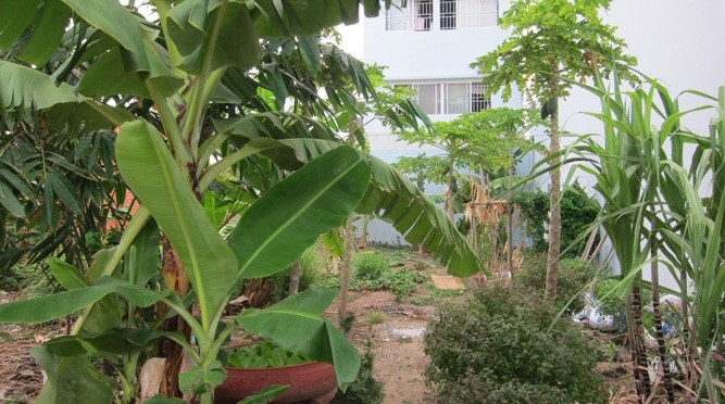 Chuyện vườn rau trong khu phố