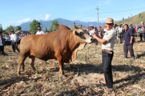 Bò mộng khỏe, sừng nhọn, tai to, vó cao… sẽ được tuyển chọn để thi đấu.