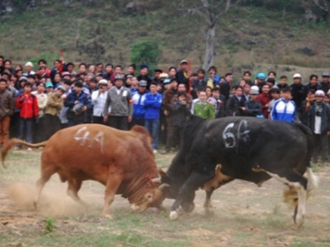 Chọi bò - dân tộc H'Mông.