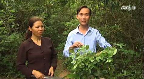 Lá thuốc của người Sán Dìu.