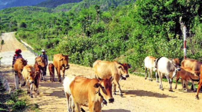 Cầu nguyện cho những con bò