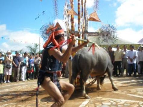 Tổ chức đâm trâu trong lễ cúng cơm mới.