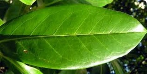 kenla_Lá thế này