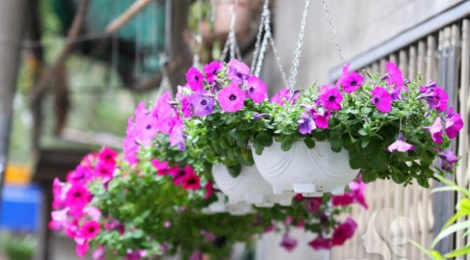 Sáng sớm ở vườn bạn