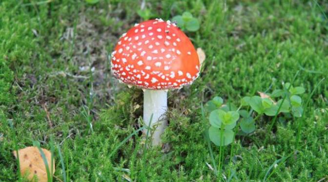 Đi hái nấm ở Phần Lan