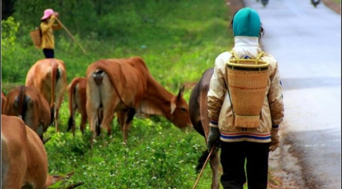 Mua trâu bò giá cao