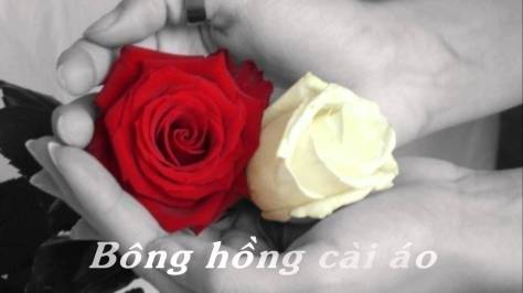 phamthemy_Bông Hồng Cài Áo