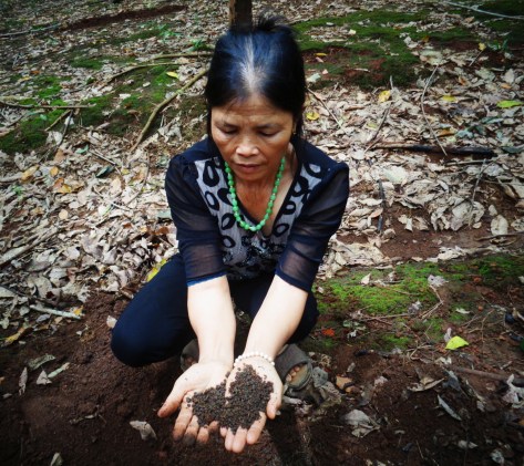 Sau hai năm bón phân ba lá xanh vẫn còn nguyên