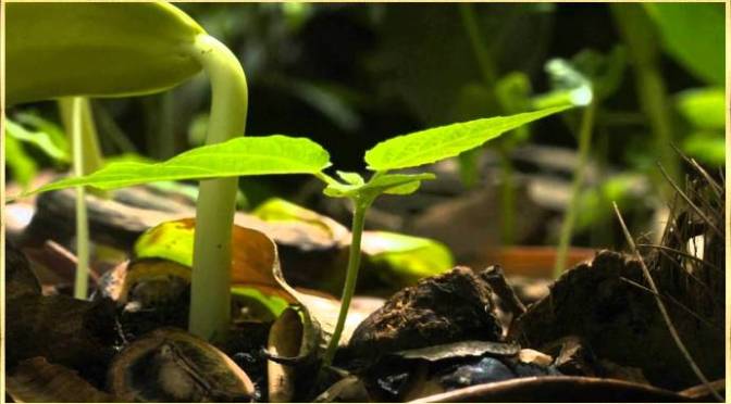 Nhìn thế giới kìa – Look at the world