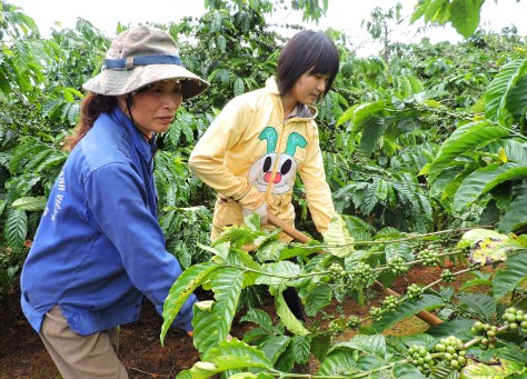 Nhược Nam cùng mẹ cuốc cỏ cà phê