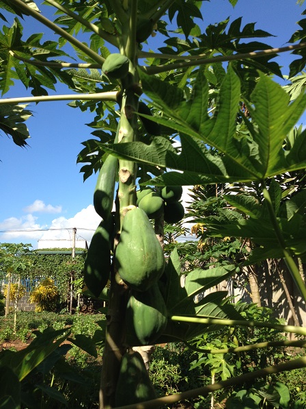 Hình ảnh cây đu đủ (1)