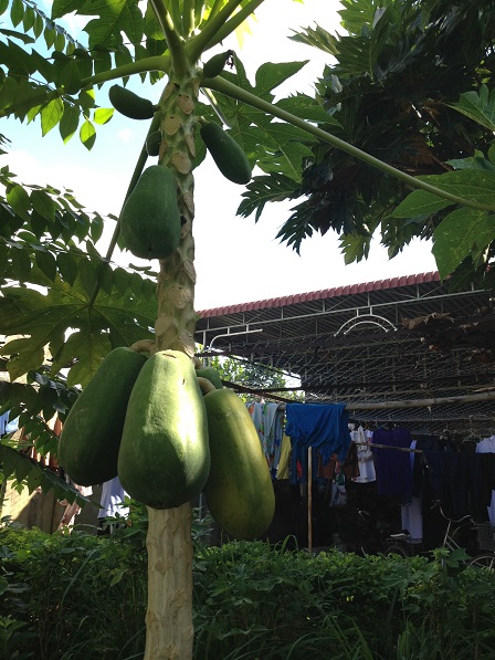 hình ảnh cây đu đủ (2)