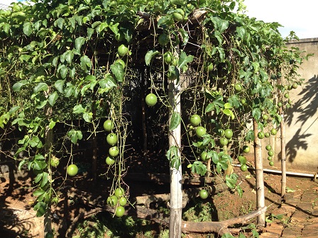 Hình ảnh giàn chanh dây